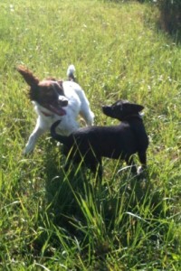 Dogs happily playing together